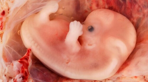 Le développement du bébé dans l'utérus fait partie des miracles les plus grands de la vie