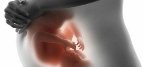 De mois en mois, le développement du bébé dans l'utérus