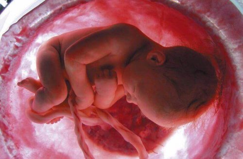 Le cordon ombilical nourrit votre bébé dans le placenta