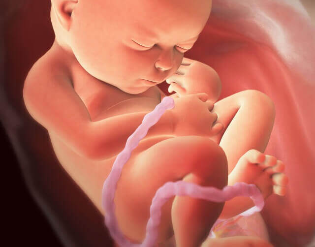 Développement du foetus semaine après semaine