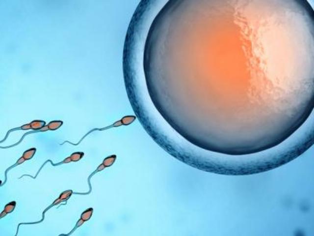 Mythes sur la fécondation ovule et spermatozoïdes