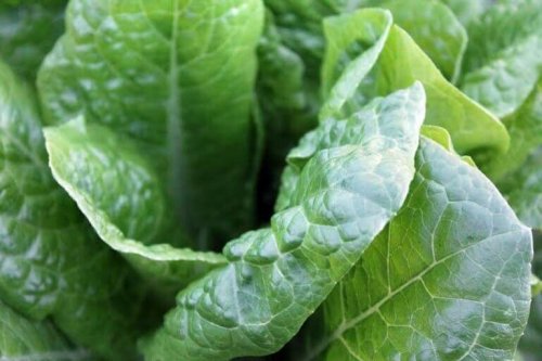 Consommez tous les aliments riches en acide folique pendant la grossesse