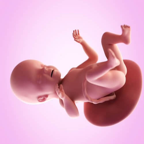 La 26ème semaine de grossesse