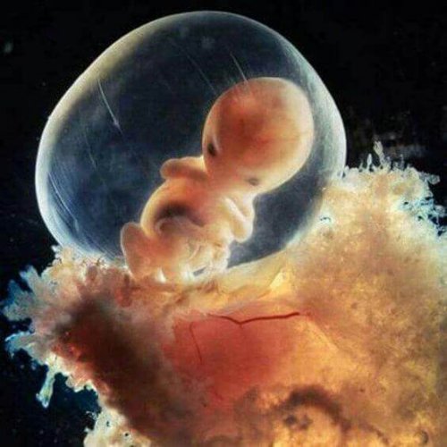 De l'embryon au fœtus, le miracle de la huitième semaine