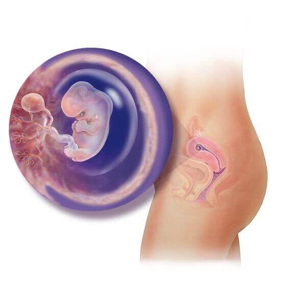 Durant la huitième semaine, l'embryon devient un fœtus 
