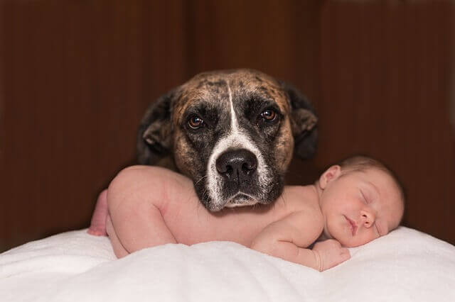 Il est important de ne pas délaisser l'animal domestique quand un bébé arrive dans une famille.
