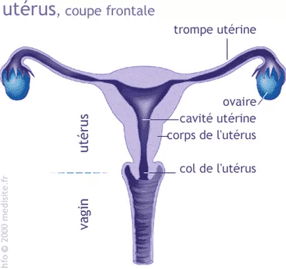 appareil reproducteur feminin