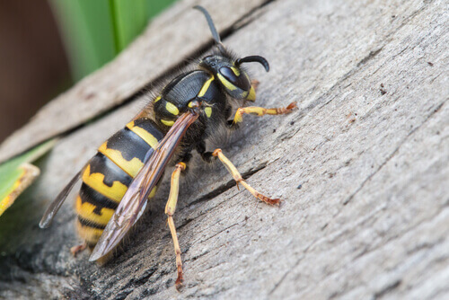 piqûres d'insectes - abeille