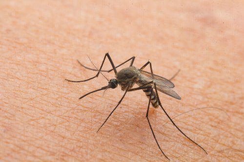 Comment les piqûres d'insectes affectent-elles les enfants ?