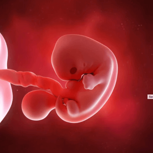 Que se passe-t-il à la 7ème semaine de grossesse