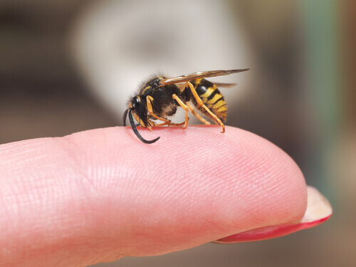 les guepes peuvent etre dangereuses