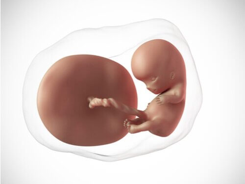 La dixième semaine de grossesse