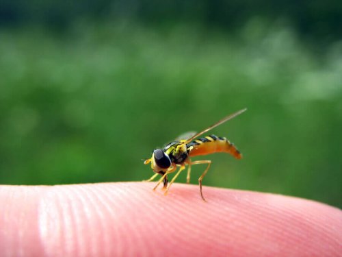 Que faire si mon enfant se fait piquer par une guêpe ?