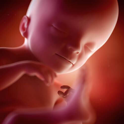 Le foetus se développe pendant la vingt-et-unième semaine de grossesse