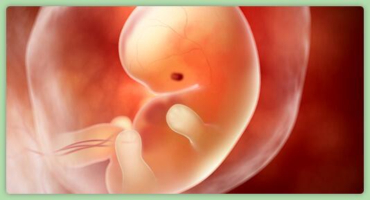 Un foetus à la vingt-troisième semaine