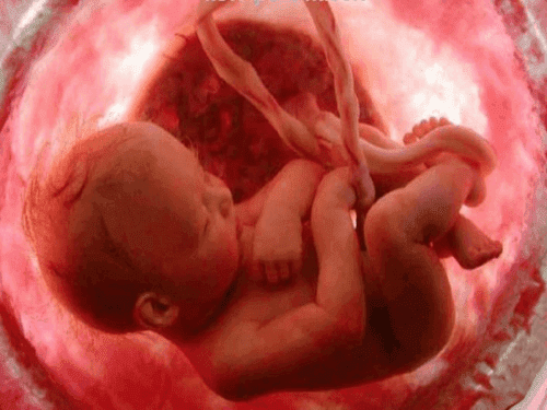 le cordon de l'enfant dans l uterus