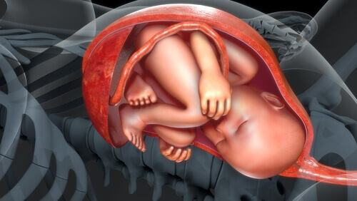 le placenta dans le corps de la femme