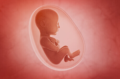 placenta et le bebe