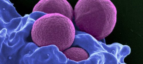 image de neutrophiles