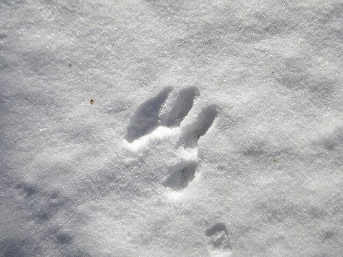 jeux dans la neige