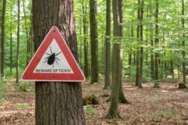 Que faire en cas de piqûre de tique ?