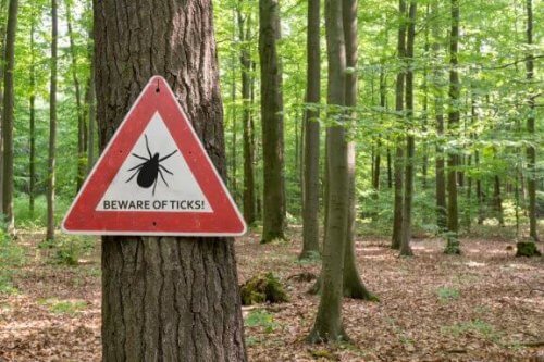 Que faire en cas de piqûre de tique ?