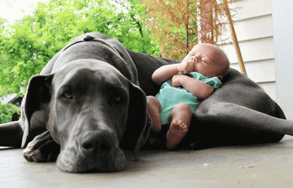 bébé et animaux