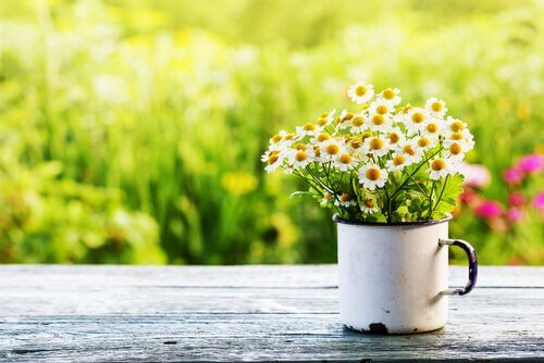 Bouquet de marguerites