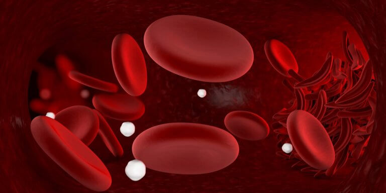 Les globules rouges