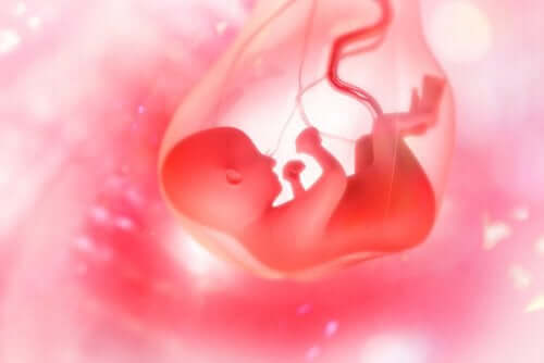 le placenta et le foetus