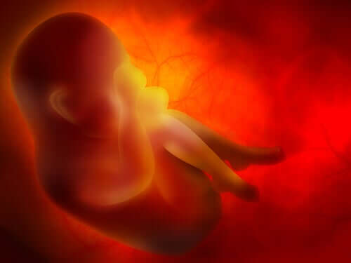 le placenta et le foetus