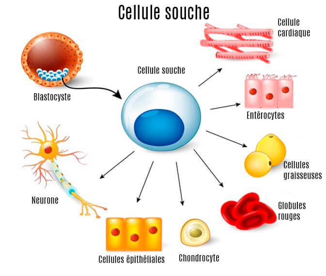 Schéma expliquant le cycle des cellules souches