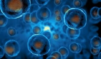 Comment expliquer les cellules souches aux enfants ?