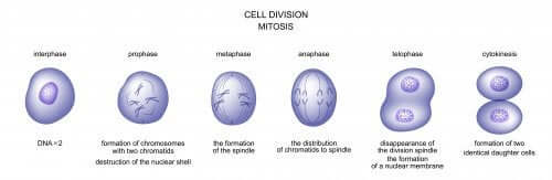 Les étapes de la division cellulaire