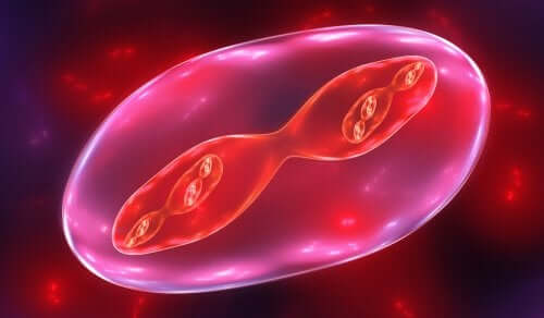 La division cellulaire et les phases de la méiose.