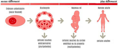 Les différents types de cellules souches