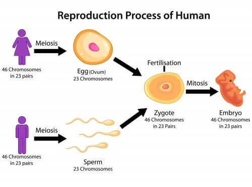 Le processus de la reproduction humaine.