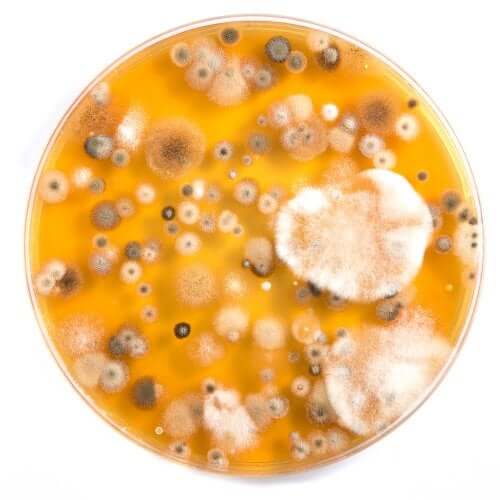 Les antibiotiques sont-ils efficaces contre les virus ?