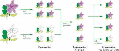 schéma d'héritage génétique