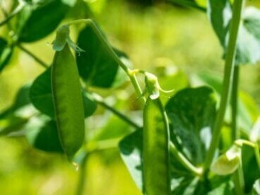 Une explication simple des lois de Mendel