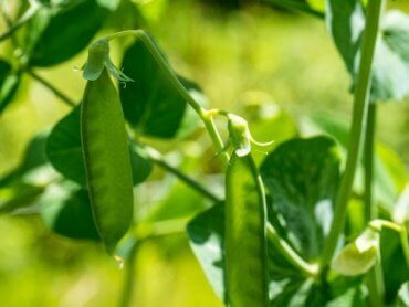 Une explication simple des lois de Mendel