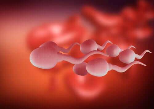 spermatozoïdes illustration