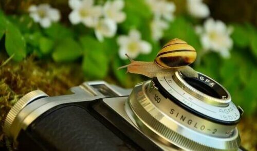 Un escargot sur un appareil photo