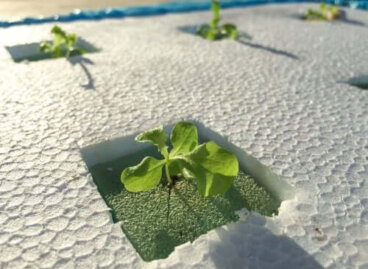 Système de culture hydroponique maison