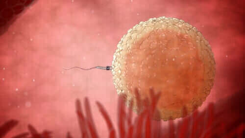 un ovule fécondé par un spermatozoïde