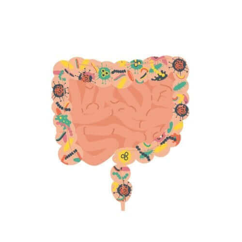 Illustration des intestins