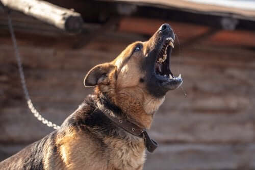 Morsures de chien : que faire ?