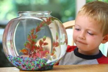 6 animaux de compagnie pour enfants qui nécessitent peu d'entretien