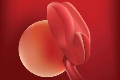 Semaine de grossesse 2: symptômes, développement et conseils