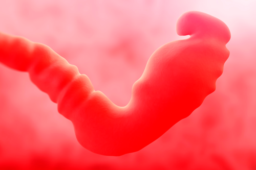 3e semaine de grossesse : symptômes, développement du bébé et recommandations